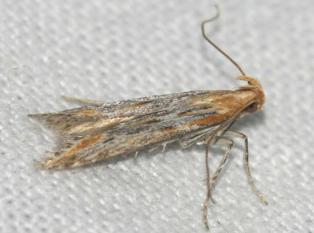 ID moth Crete: Metzneria riadella maybe?